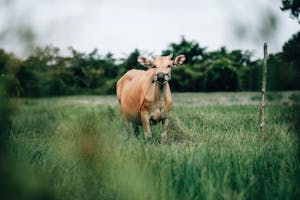 A tranquil scene of a cow grazing in lush Indonesian field, showcasing rural life.